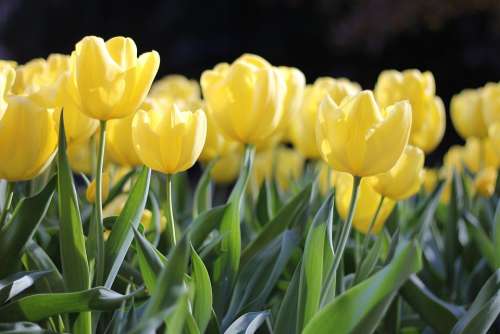 Tulips Yellow Spring Green Floral Flower Nature