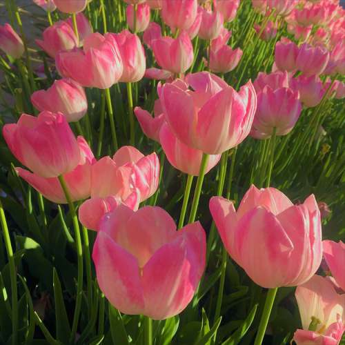 Tulips Nature Spring Flower Pink Blooming