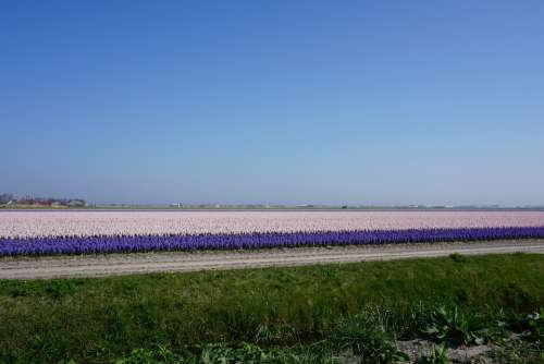 Tulips North Of The Netherlands Landscape Sky