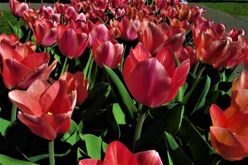 Tulips Pink Red Nature Spring Flowers Colorful
