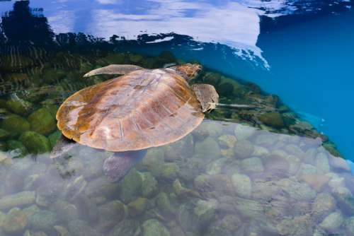 Turtle Water Animal Aquatic