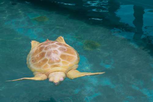 Turtle White Animal Water Aquatic