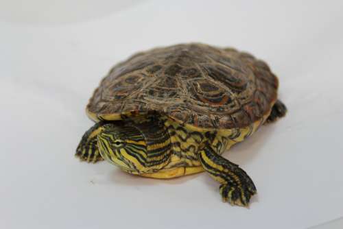 Turtle Nature Encourages Animals Reptile