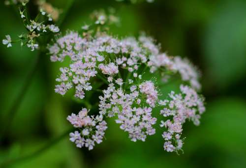 Valerian Officinalis Screen Flower Pink Herb