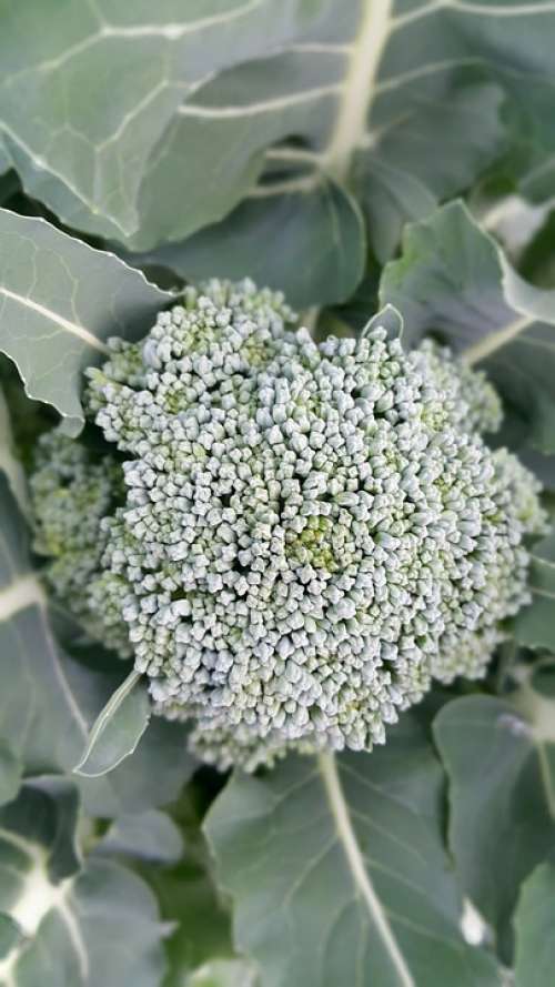 Vegetable Broccoli Food Healthy Fresh Green Raw