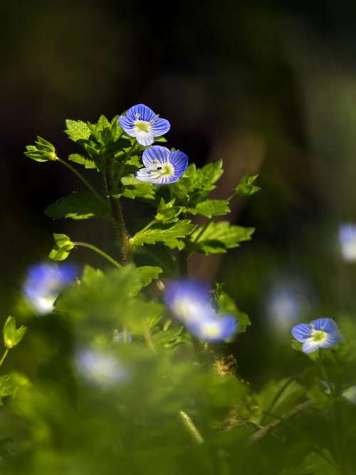 Véronique Flower Blue Spring Plants