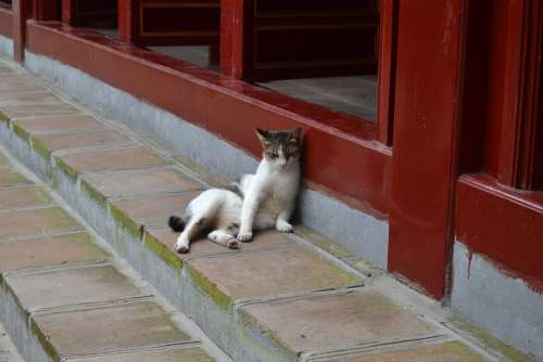 Vietnam Hanoi Asia Cat Heat Siesta