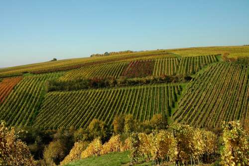 Vines Autumn Wine Winegrowing Grapes Vine