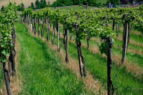 Vineyard Vines Grapes Wine Winery