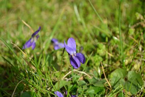 Violet March Violets Scented Violets Spring Garden