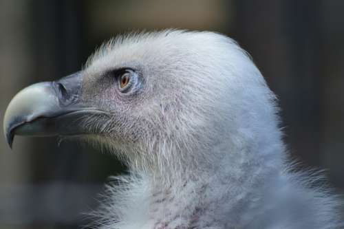Vulture Eye Piercing Head Portrait Bird Plumage