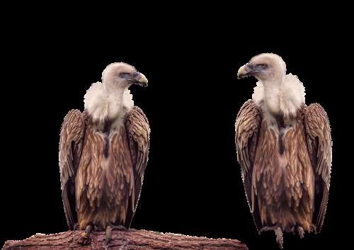 Vulture Bird Animal Isolated Transparent