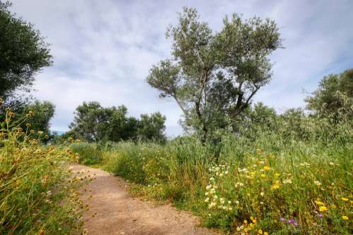 Walk Hiking Crete Greece Flower Meadow Olive Tree