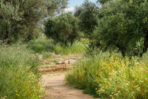 Walk Hiking Crete Greece Flower Meadow Olive Tree