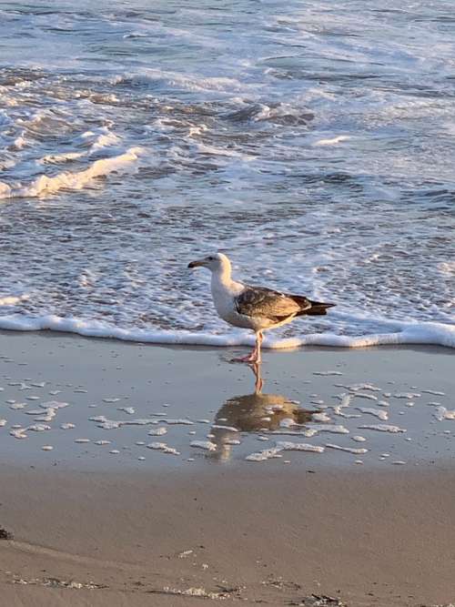 Water Bird Waves Sand Beach Sea