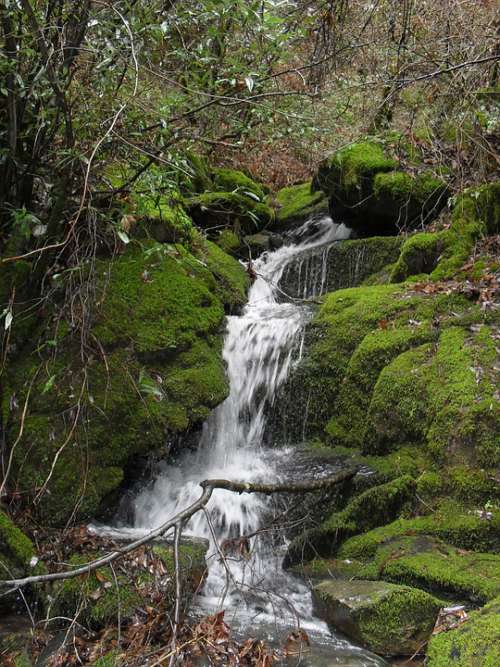 Waterfall Forest Nature Stream Water Creek