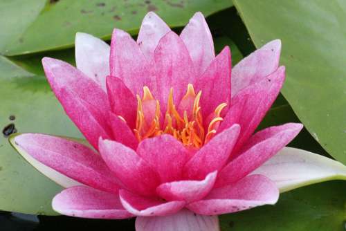 Waterlily Pink Flower Lotus Nature Blossom Lily