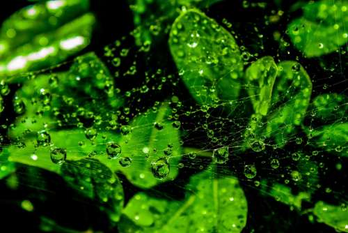 Web Wet Droplets Green Leaves Dewdrop Spiderweb