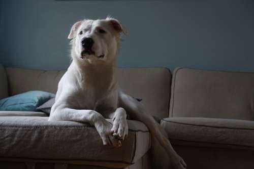 White Dog Couch Pitbull Portrait Canine Cute