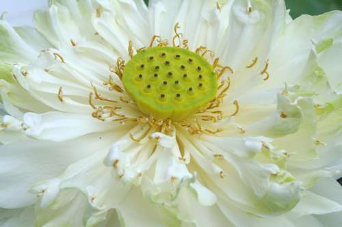 White Lotus Stamen Seeds Green Flower Nature