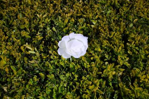 White Rose Flower Green Bush