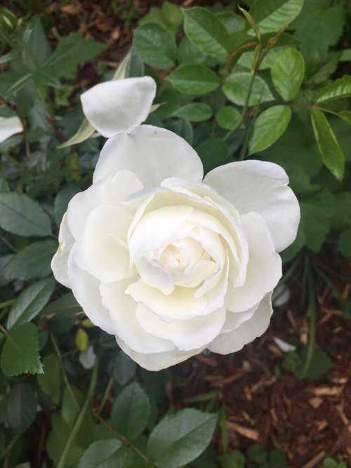 White Rose Rose White Plant Bloom Wedding Flowers