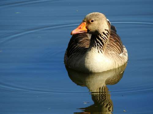 Wild Goose Goose Water Bird Water Greylag Goose