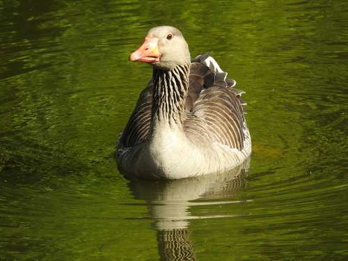 Wild Goose Greylag Goose Water Bird Poultry Water