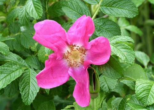 Wild Rose Rose Pink Nature Plant Bloom