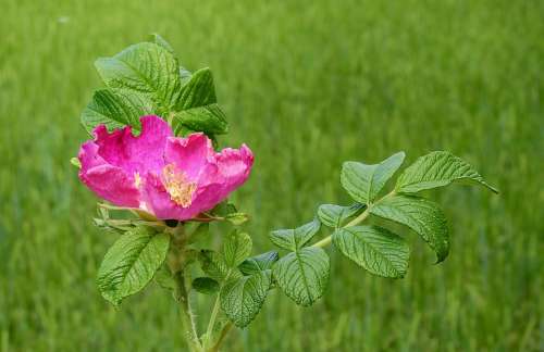 Wild Rose Flower Nature Flowering