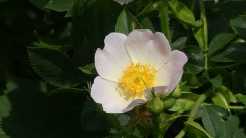 Wild Rose Hedge Blossom Bloom Rose Hip