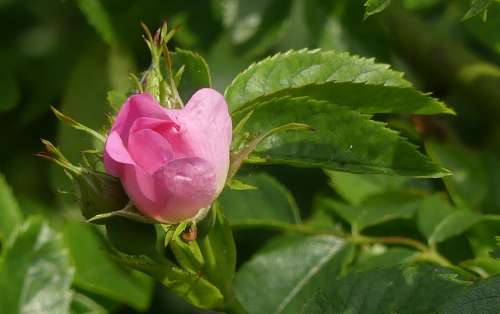 Wild Rose Blossom Bloom Pink Plant