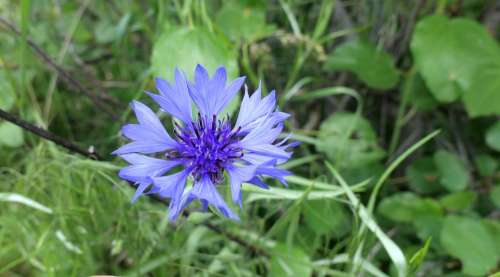 Wildflower Blue Purple