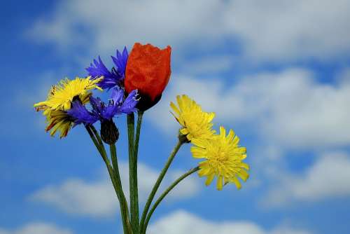 Wildflowers Bouquet Sky Clouds Colorful Beautiful