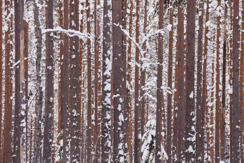 Winter Forest Wood Branches Snow Pines Trunks