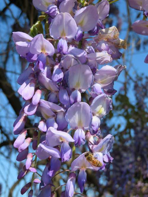 Wisteria Purple Spring Flower Bloom Blossom