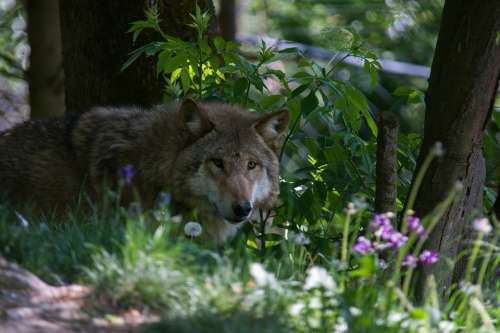 Wolf Flower Forest Nature Summer Plant Petals