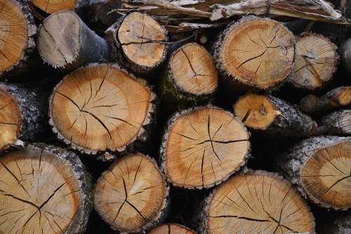 Wood Trunks Nature Lumber Green Environment