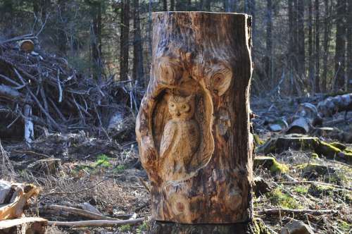 Wood Sculpture Bird Owl Nature Forest Auvergne