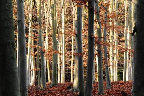 Woods Forest Beech Autumn Fall Trees Nature