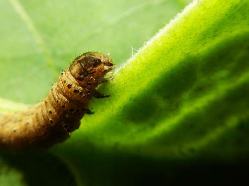 Worm Larva Butterfly Lettuce Caterpillar Insects
