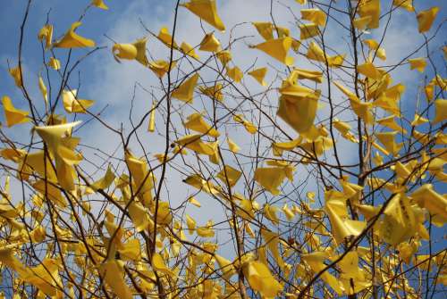 Yellow Wood Ribbon Nature Autumn Flowers Scenery