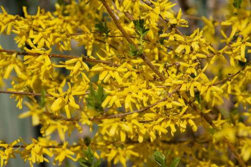 Yellow Flowers Spring Nature Bush May Color