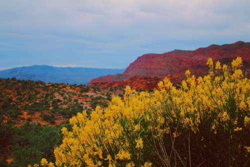 Yellow Saint George Red Rock Southern Southern Utah