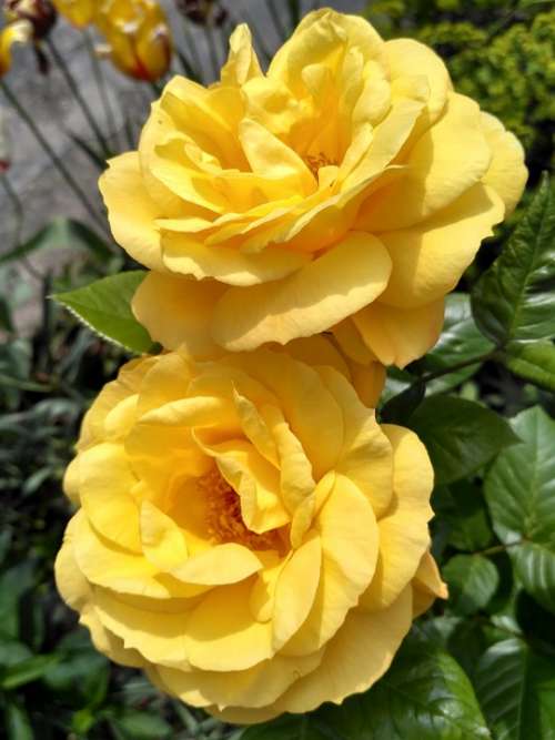 Yellow Rose Flower Beauty Love Bloom Petal