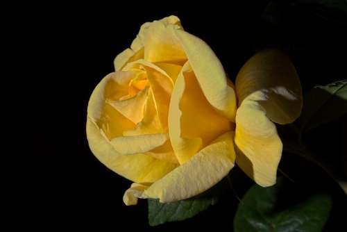 Yellow Rose Yellow Rosa Flower Rose Flowers