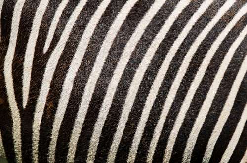 Zebra Zebra Pattern Zebra Fur Stripes Fur