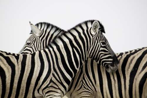 Zebra Stripes Couple Love Animal Africa Safari