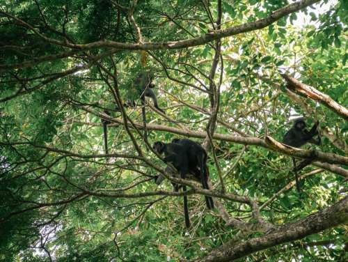 Monkeys On A Tree