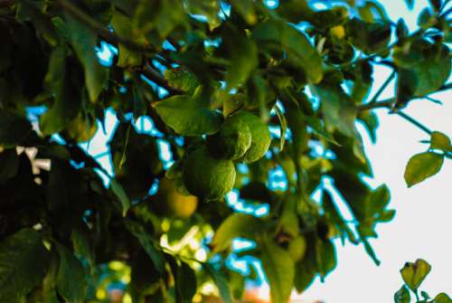 Lemon Tree